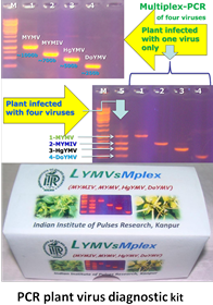 Multiplex PCR gel showing plants infected with four viruses and with one virus, beside the LYMVsMplex diagnostic kit developed at the institute
