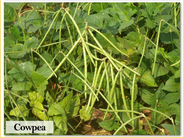 Cowpea