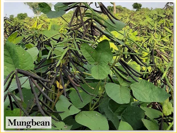 Mungbean