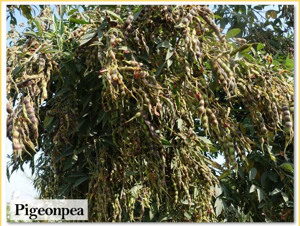 Pigeonpea