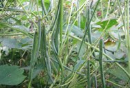 Rice bean
