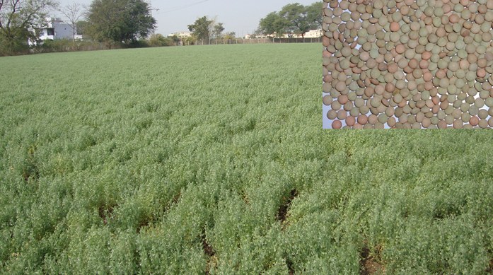 Lentil research at AICRP on Rabi Pulses