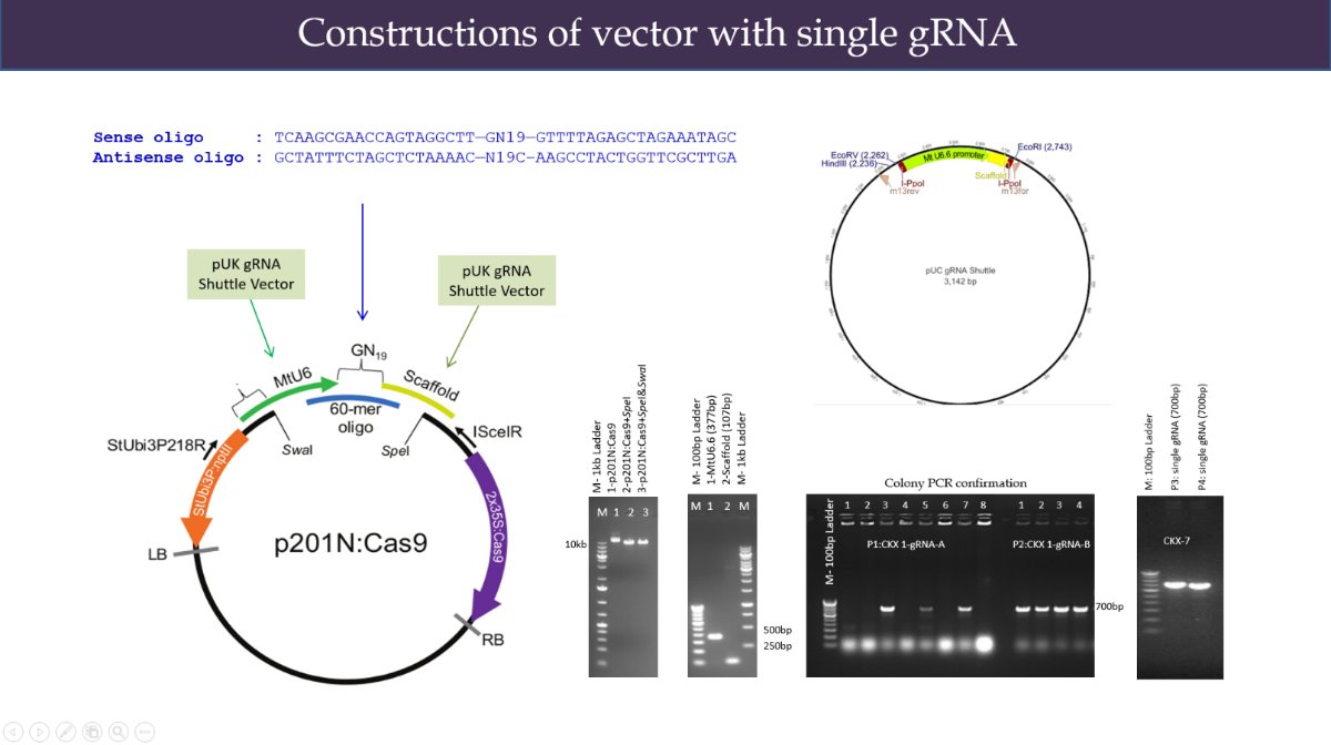 Construction of vector with single gRNA for CaNCR gene editing