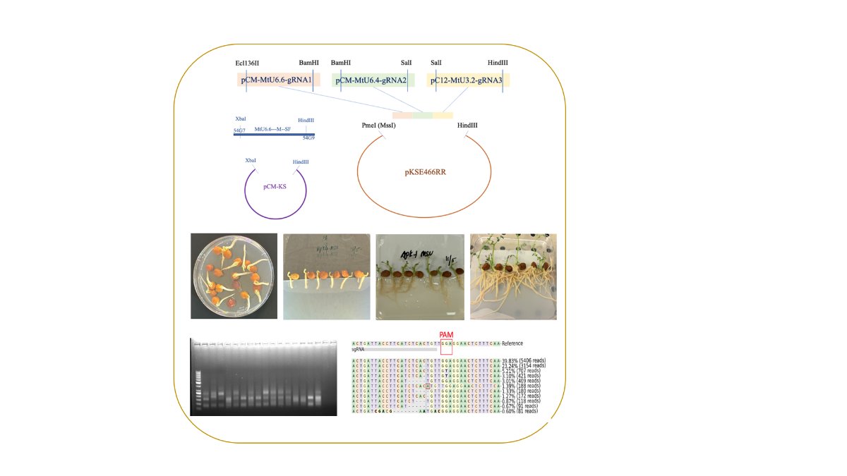 Vector construction, transformed chickpea seedlings, gel and sequence alignment for CaNLP1 editing