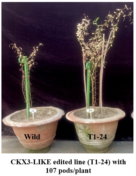Wild type and CKX3-LIKE edited chickpea line grown in pots