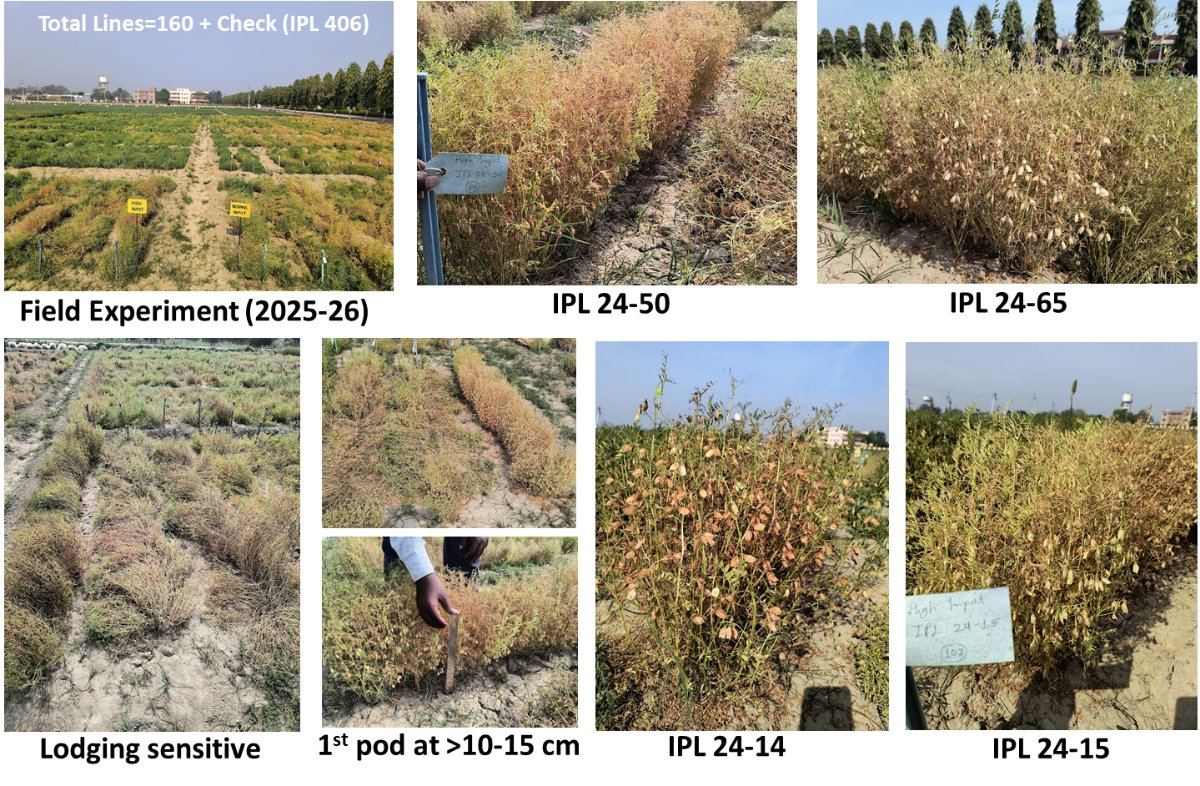 Field photographs of lentil lines grown under high input and normal input management