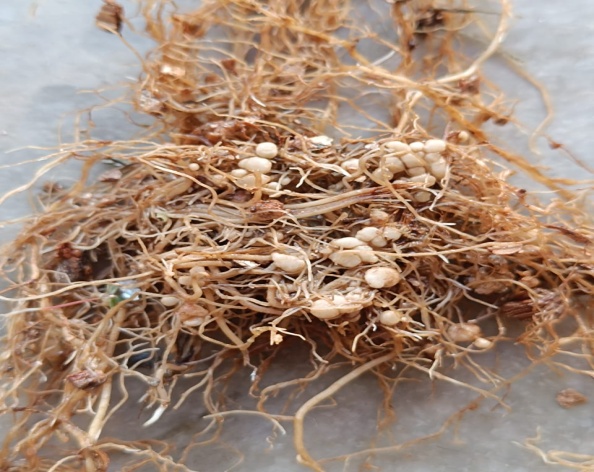 Root nodulation in rajma