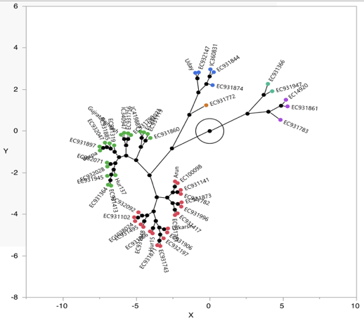Chromatogram of oligosaccharides and clustering of common bean genotypes by RFO profile