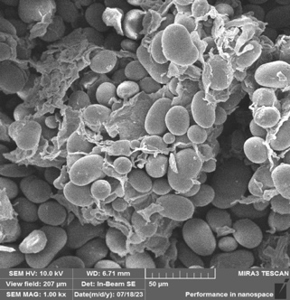 Scanning electron micrograph of HMT-modified common bean starch at 500x magnification