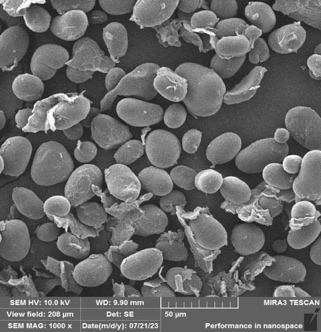Scanning electron micrograph of native common bean starch at 500x magnification