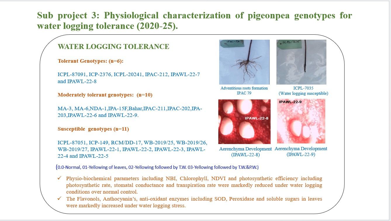 Waterlogging tolerance in pigeonpea — tolerant, moderately tolerant and susceptible genotypes with adventitious root and aerenchyma images