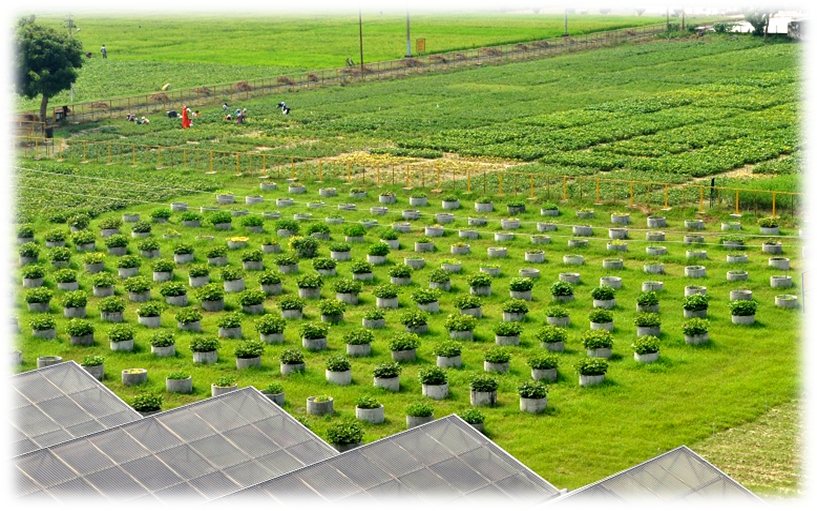 Wild hybridization garden during the kharif season