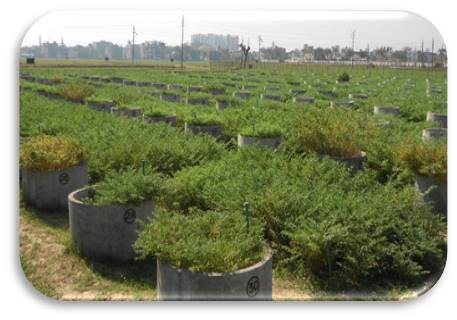 Wild hybridization garden during the rabi season