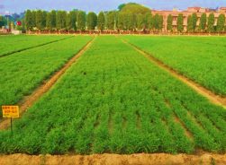DCP 92-3 (Desi type) crop stand