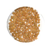 DCP 92-3 (Desi type) seed