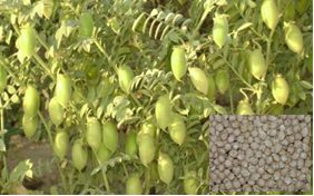 IPCK 2002-29 (Shubhra, Kabuli type) crop stand