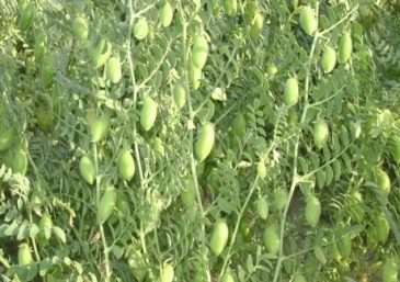 IPCK 2004-29 (Ujjawal, Kabuli type) crop stand