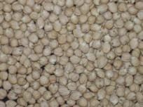 IPCK 2004-29 (Ujjawal, Kabuli type) seed
