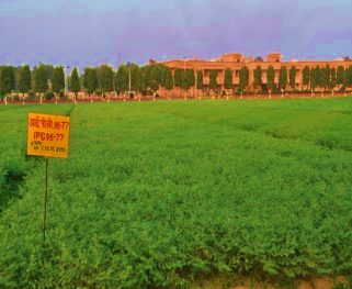IPC 2006-77 (Desi type) crop stand