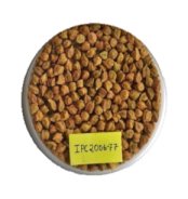 IPC 2006-77 (Desi type) seed