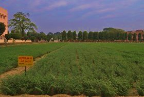 IPC 2004-98 (Desi type) crop stand