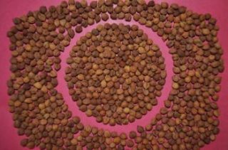 IPC 2004-98 (Desi type) seed
