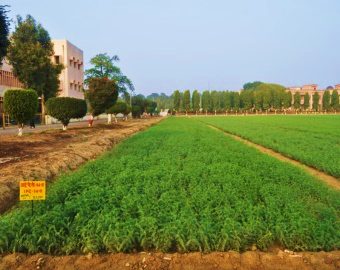 IPC 2004-01 (Desi type) crop stand