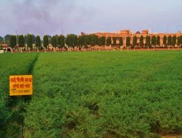 IPC 2005-62 (Desi type) crop stand