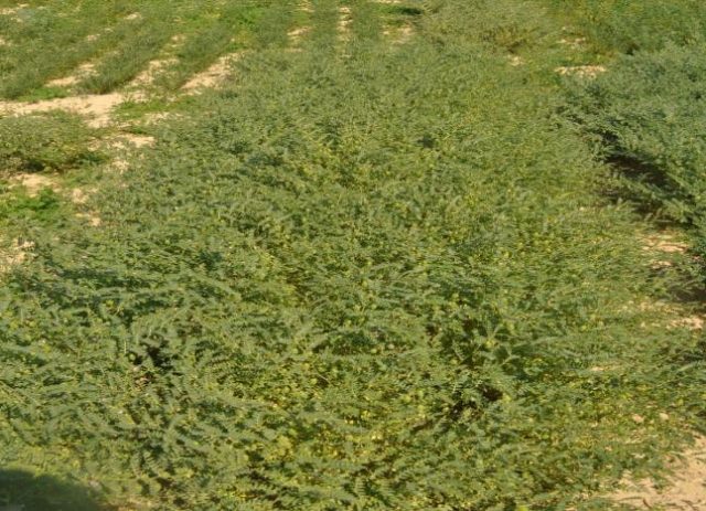 IPC 2011-112 (Keshav, Desi type) crop stand