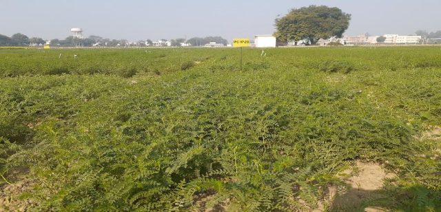 IPC 2007-28 (Atal, Desi type) crop stand