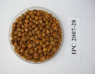 IPC 2007-28 (Atal, Desi type) seed