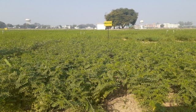 IPC 2010-134 (Shiva, Desi type) crop stand