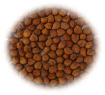 IPC 2010-134 (Shiva, Desi type) seed