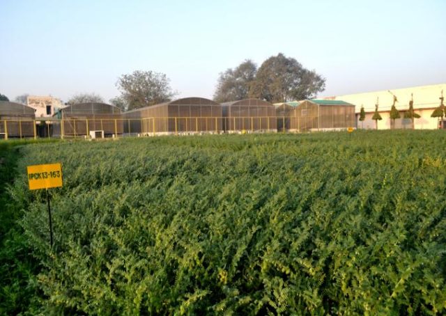 IPCK 2013-163 (Madhav, Kabuli type) crop stand