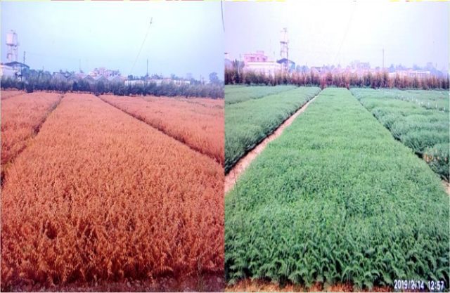 IPCL 4-14 (Desi Type, MAS product) crop stand