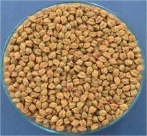 IPCL 4-14 (Desi Type, MAS product) seed