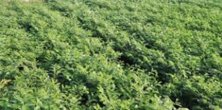IPCMB 19-3 (Samriddhi, Desi type MAS product) seed