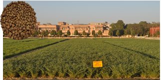 IPCB 2015-132 (Kundan) crop stand