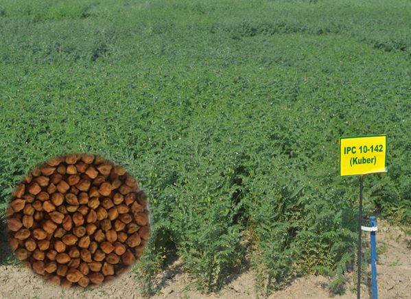IPC 2010-142 (Kuber) crop stand