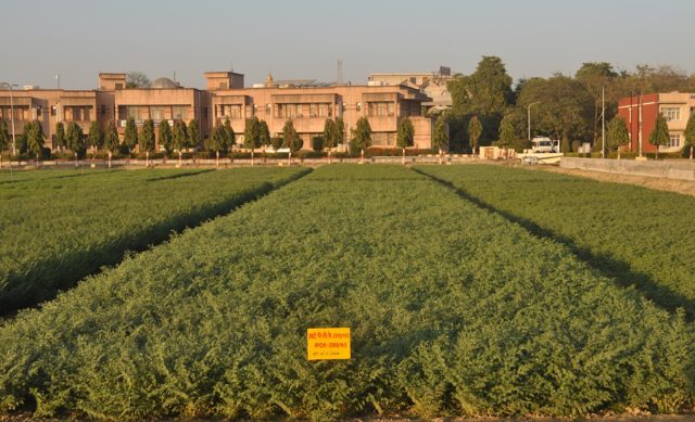IPCK 2009-145 (Kanchan) crop stand