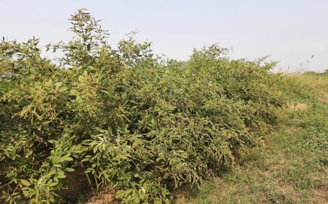 IPA 203 (Prakash) crop stand