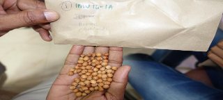 IPA 203 (Prakash) seed