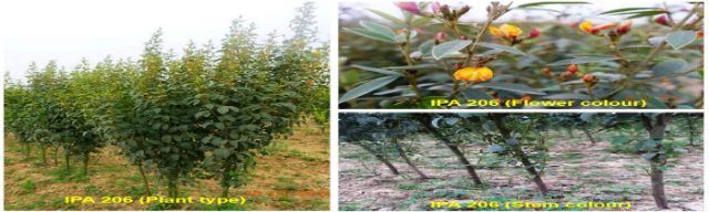IPA 206 (Ganga) crop stand