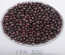 IPA 206 (Ganga) seed
