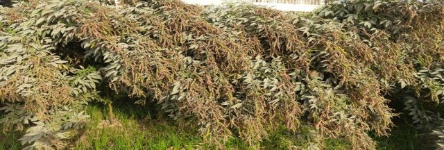 IPA 15-2 (Sharada) crop stand