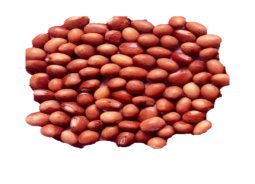 IPA 15-2 (Sharada) seed
