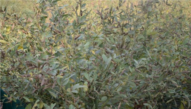 IPH 15-03 (Hybrid) crop stand