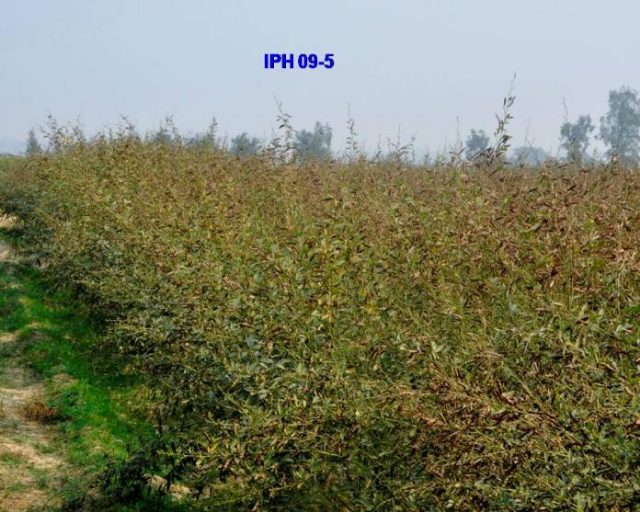 IPH 9-05 (Hybrid) crop stand