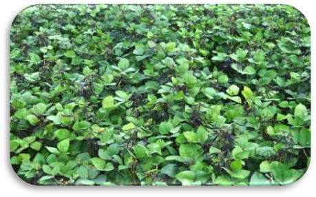 PDM 11 crop stand