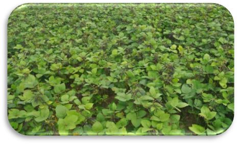 PDM 54 (Moti) crop stand